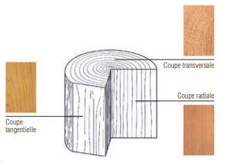  Les trois plans d’observation du bois